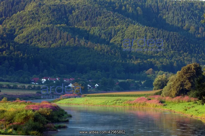 : River Weser - lowland river : River Weser - lowland river