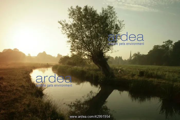 : River Windrush - early morning sun : River Windrush - early morning sun