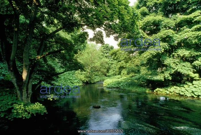 : River Wye Miller's Dale : River Wye Miller's Dale