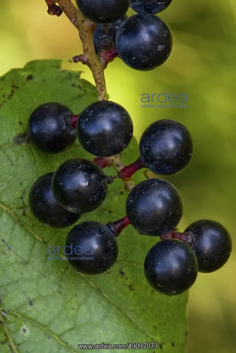 : Riverbank Grape : Riverbank Grape