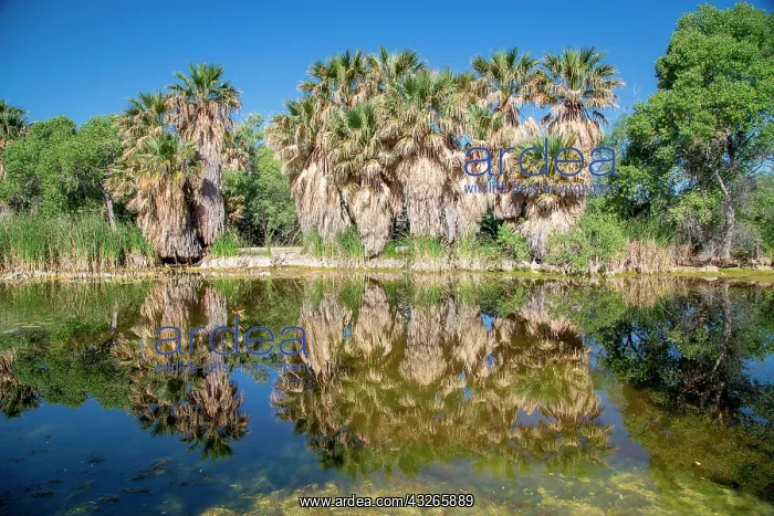 : Riverbank vegetation, fan palms reflected in the : Riverbank vegetation, fan palms reflected in the
