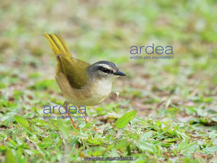 : Riverbank Warbler Myiothlypis rivularis Atlantic : Riverbank Warbler Myiothlypis rivularis Atlantic
