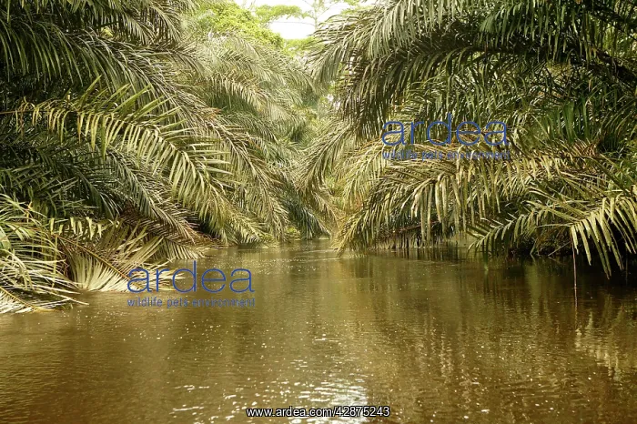 : Riverine Forest / Rainforest : Riverine Forest / Rainforest
