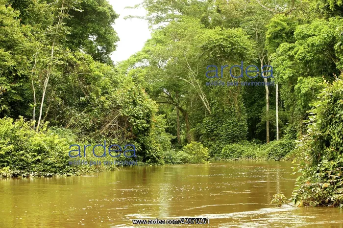 : Riverine Forest / Rainforest : Riverine Forest / Rainforest