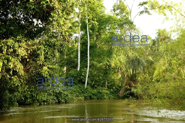 : Riverine Forest / Rainforest : Riverine Forest / Rainforest