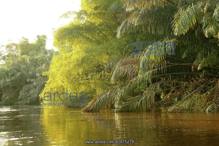 : Riverine Forest / Rainforest : Riverine Forest / Rainforest