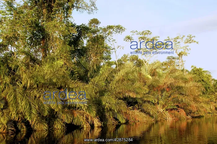 : Riverine Forest / Rainforest : Riverine Forest / Rainforest