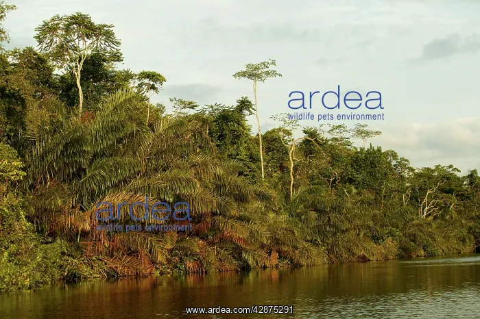 : Riverine Forest / Rainforest : Riverine Forest / Rainforest