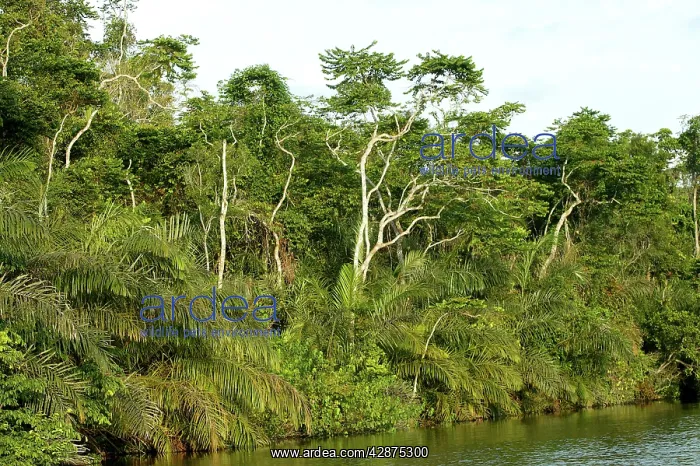 : Riverine Forest / Rainforest : Riverine Forest / Rainforest