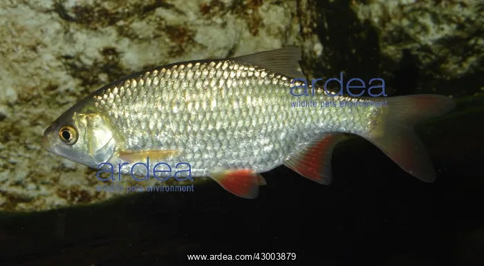  : Roach European freshwaters