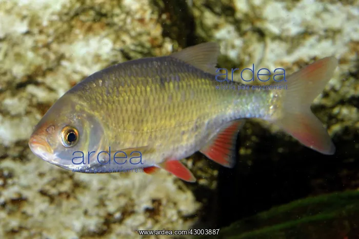  : Roach European freshwaters