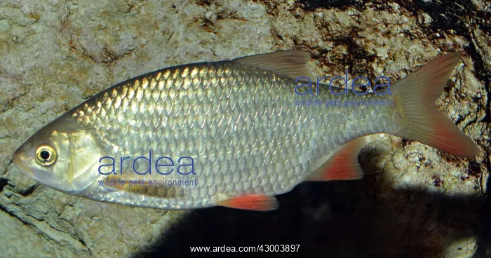 : Roach European freshwaters