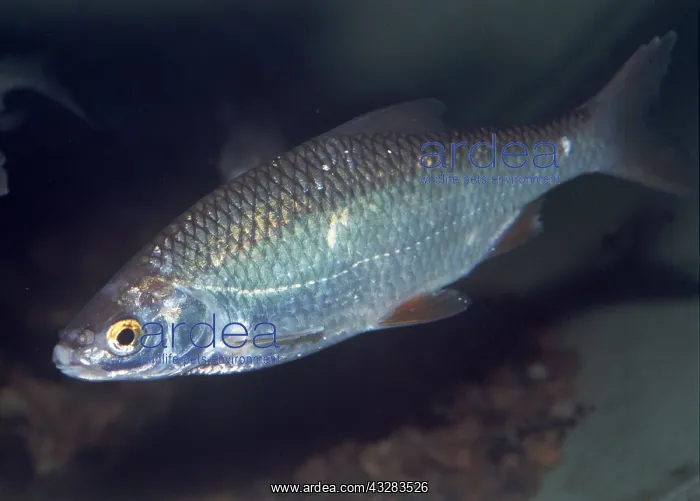 : ROACH FISH : ROACH FISH