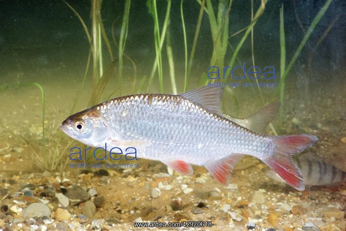  : ROACH (Rutilus rutilus)