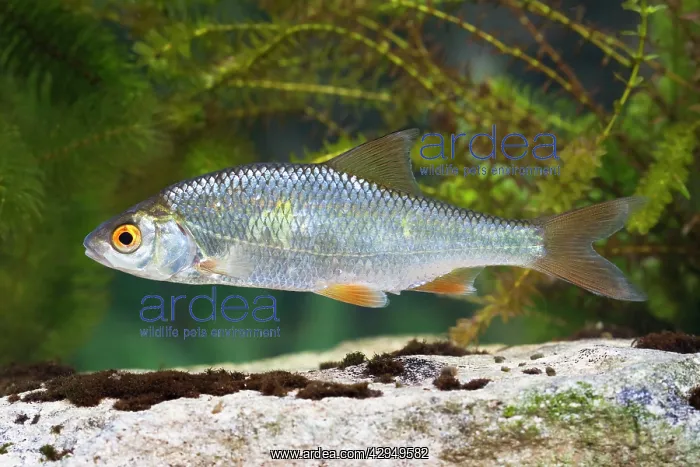 : Roach - Single juvenile photographed underwater : Roach - Single juvenile photographed underwater