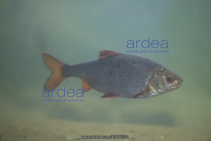 : Roach ~ under water ~ Germany : Roach ~ under water ~ Germany