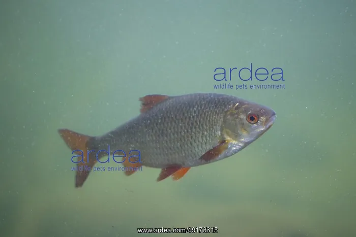 : Roach ~ under water ~ Germany : Roach ~ under water ~ Germany