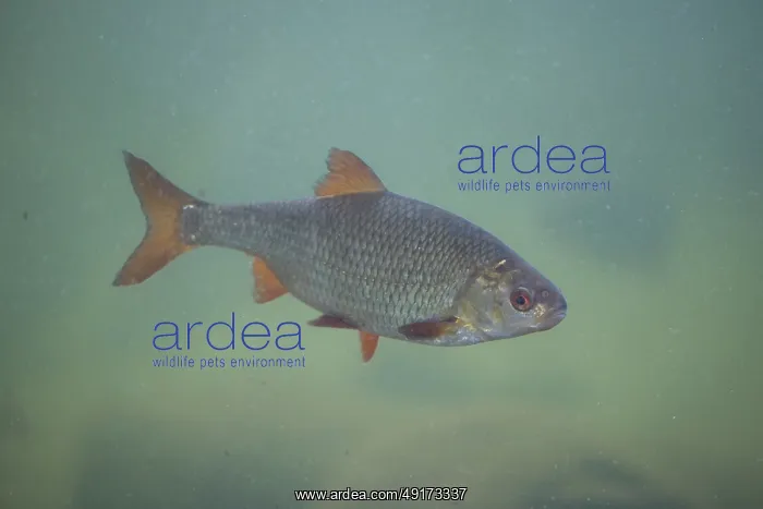 : Roach ~ under water ~ Germany : Roach ~ under water ~ Germany