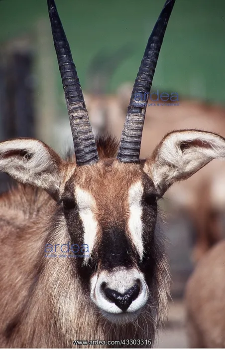 : ROAD ANTELOPE - head-on : ROAD ANTELOPE - head-on