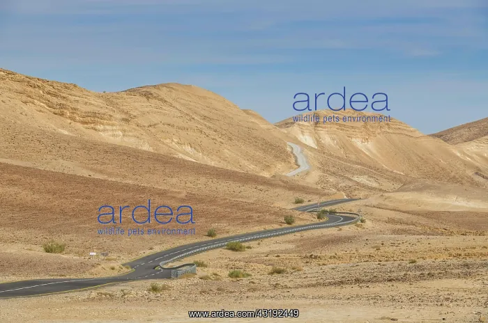 : Road between Arad and Masada, Israel, Asia : Road between Arad and Masada, Israel, Asia