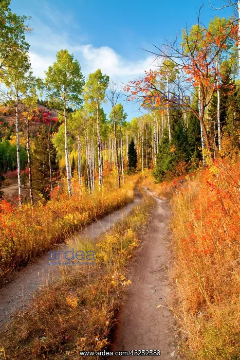 : Road through autumn colors : Road through autumn colors