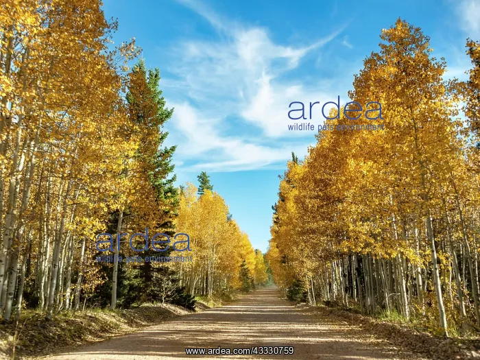 : Road through autumnal aspen forest, Utah, southwest : Road through autumnal aspen forest, Utah, southwest