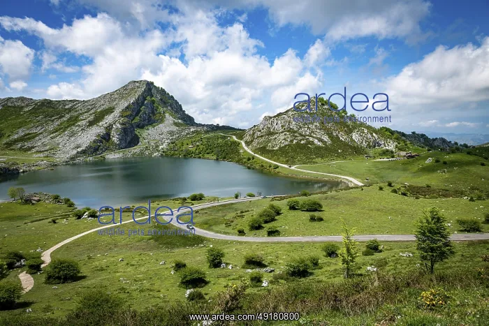 : The road with beautiful view at the Enol lake at Picos de Europa in Asturias : The road with beautiful view at the Enol lake at Picos de Europa in Asturias