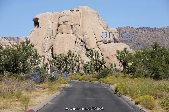 : Road in front of boulder, Joshua Tree National Park : Road in front of boulder, Joshua Tree National Park