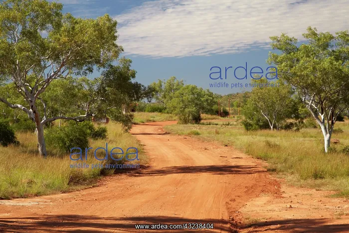 : Road to Bungle Bungles, Purnululu National : Road to Bungle Bungles, Purnululu National
