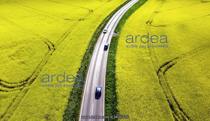 : Road with cars next to rape fields, Nauen, 11.05.2022 : Road with cars next to rape fields, Nauen, 11.05.2022