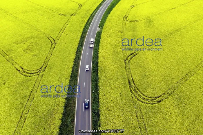 : Road with cars next to rape fields, Nauen, 11.05.2022 : Road with cars next to rape fields, Nauen, 11.05.2022