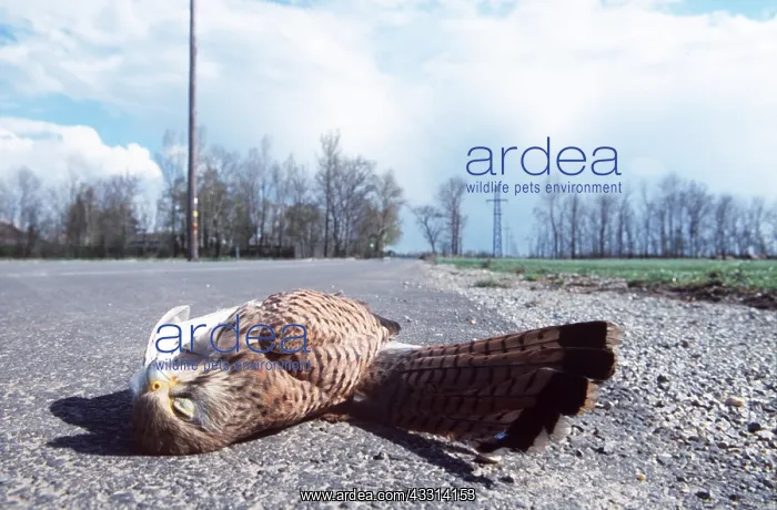  : ROAD CASUALTY - dead Kestrel  /  Common Kestrel