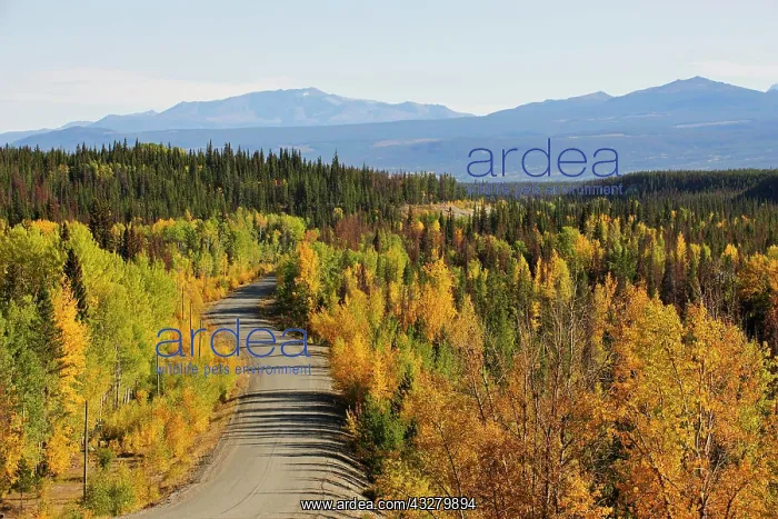 : Road in the Chilcotin Country between Williams Lake : Road in the Chilcotin Country between Williams Lake
