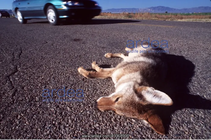 : ROAD DEATH - Coyote and passing car : ROAD DEATH - Coyote and passing car