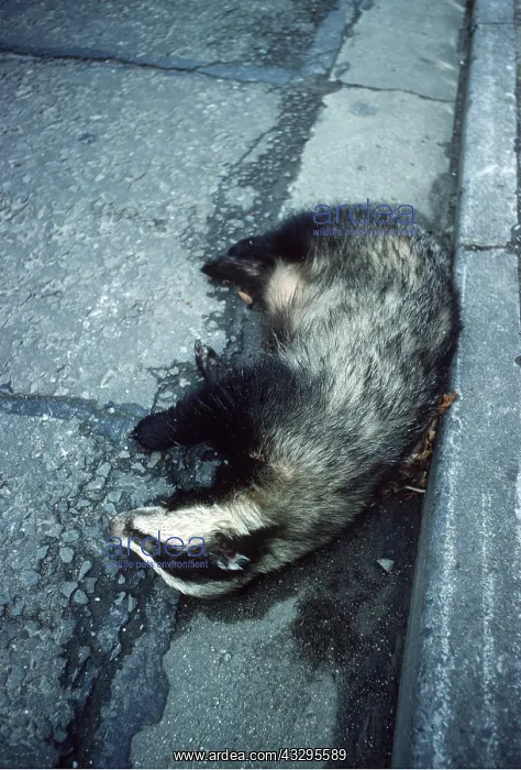 : ROAD DEATH - European Badger in gutter : ROAD DEATH - European Badger in gutter