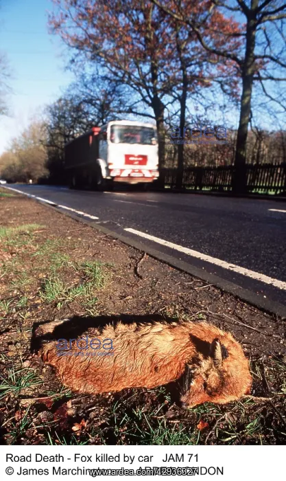  : ROAD DEATH - Fox on verge killed by car