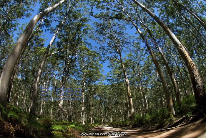  : Road through Eucalyptus tree forest