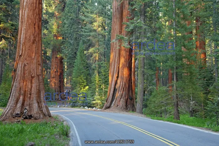 : Road through Giant Sequoia / Wellingtonia / Sierra : Road through Giant Sequoia / Wellingtonia / Sierra