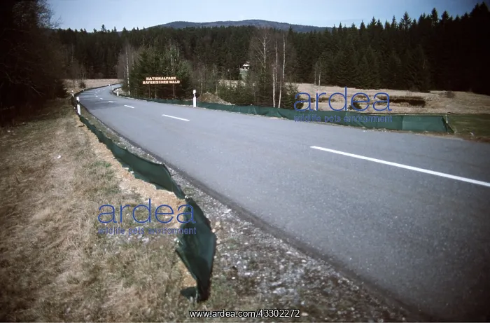 : Road Guides to deflect migrating frogs to tunnel under road : Road Guides to deflect migrating frogs to tunnel under road