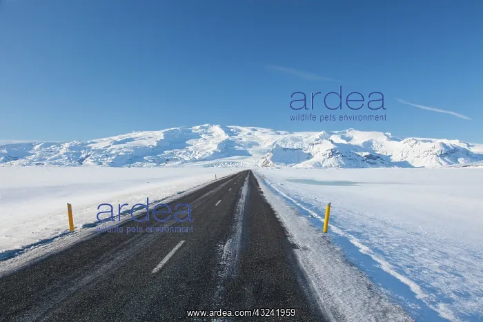 : Road Iceland Ringroad in snowy landscape South Iceland : Road Iceland Ringroad in snowy landscape South Iceland