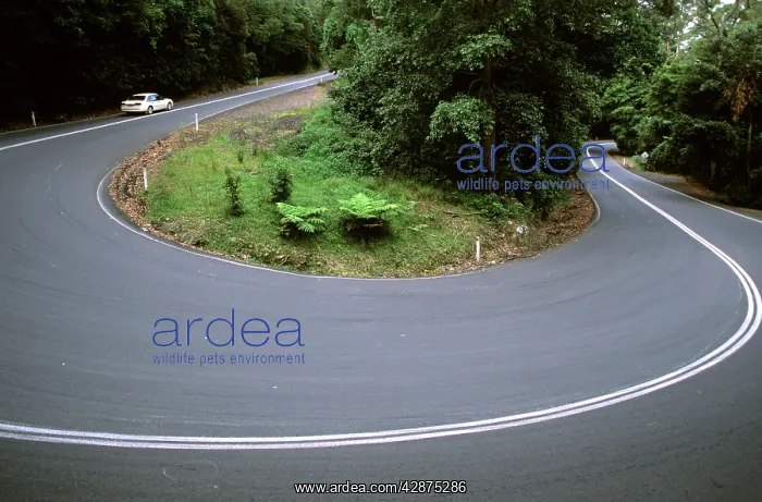 : Road into Kangaroo Valley from Fitzroy Falls : Road into Kangaroo Valley from Fitzroy Falls
