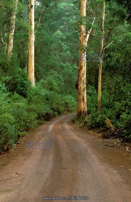 : Road through karri forest (Eucalyptus diversicolor) : Road through karri forest (Eucalyptus diversicolor)