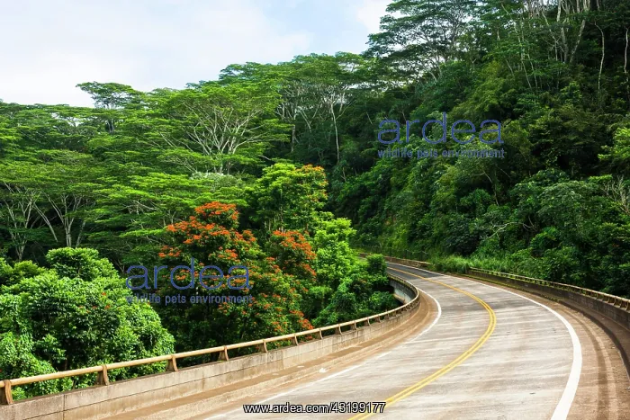 : Road from Kilauea to Princeville, Kauai, Hawaii : Road from Kilauea to Princeville, Kauai, Hawaii