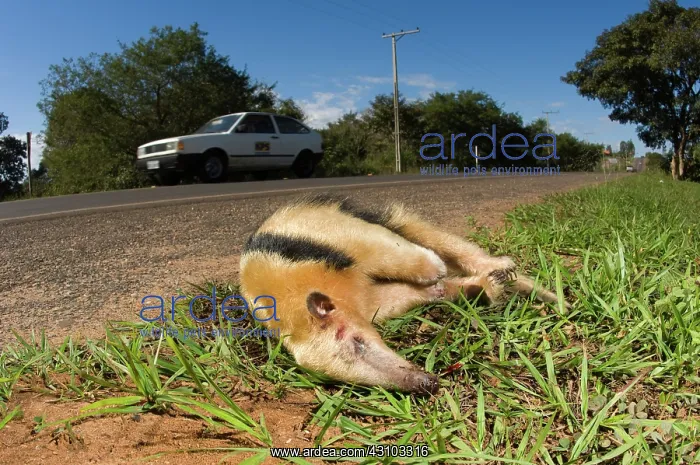 : Road-killed Collared Anteater : Road-killed Collared Anteater