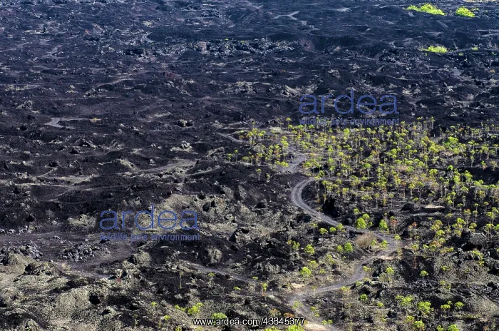 : Road through lava flow field from 1974 - Mount Batur : Road through lava flow field from 1974 - Mount Batur
