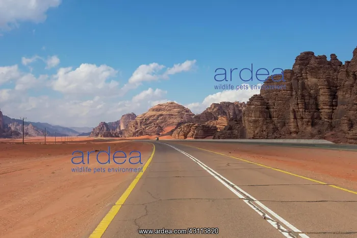 : Road leading through the beautiful scenery in the : Road leading through the beautiful scenery in the