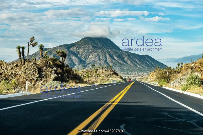 : Road leading to El Pizarro volcano, Puebla, Mexico : Road leading to El Pizarro volcano, Puebla, Mexico
