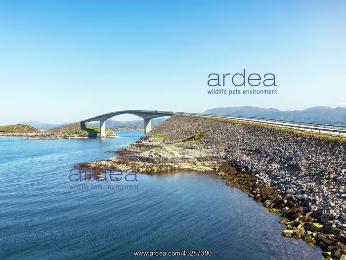 : Road leads over modern bridge, blue sky, Atlantic : Road leads over modern bridge, blue sky, Atlantic