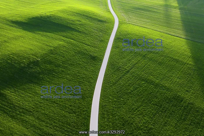: Road through meadow in the morning light, near M&, x2ece9ba7; : Road through meadow in the morning light, near M&, x2ece9ba7;