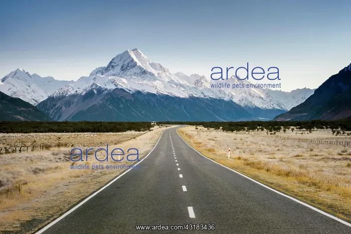 : Road to Mount Cook, Aoraki, Mount Cook National : Road to Mount Cook, Aoraki, Mount Cook National